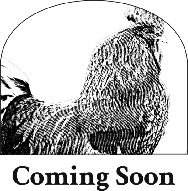 Shazad Synon Galle Literary Festival